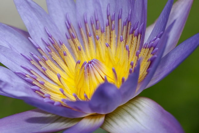 Fleurs Nanthawan Aout 2010-034